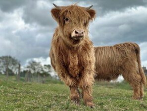 Cottage | Miscellaneous - Pastures Barn (Leek)