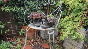 A rustic outdoor seating area with a metal chair and two terracotta pots with succulents. - Puffins (Sidmouth)
