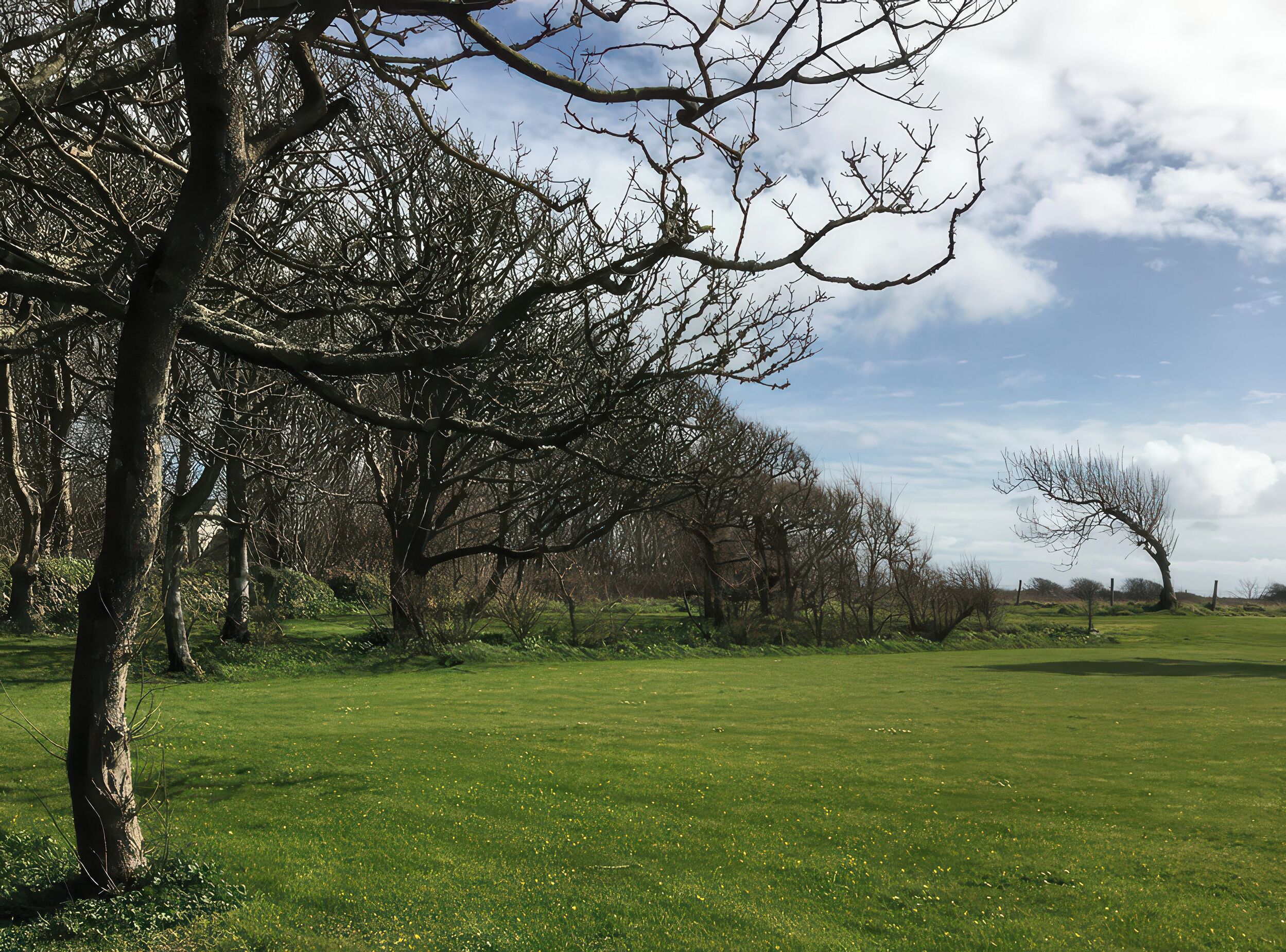 A grassy field with trees and a clear sky.