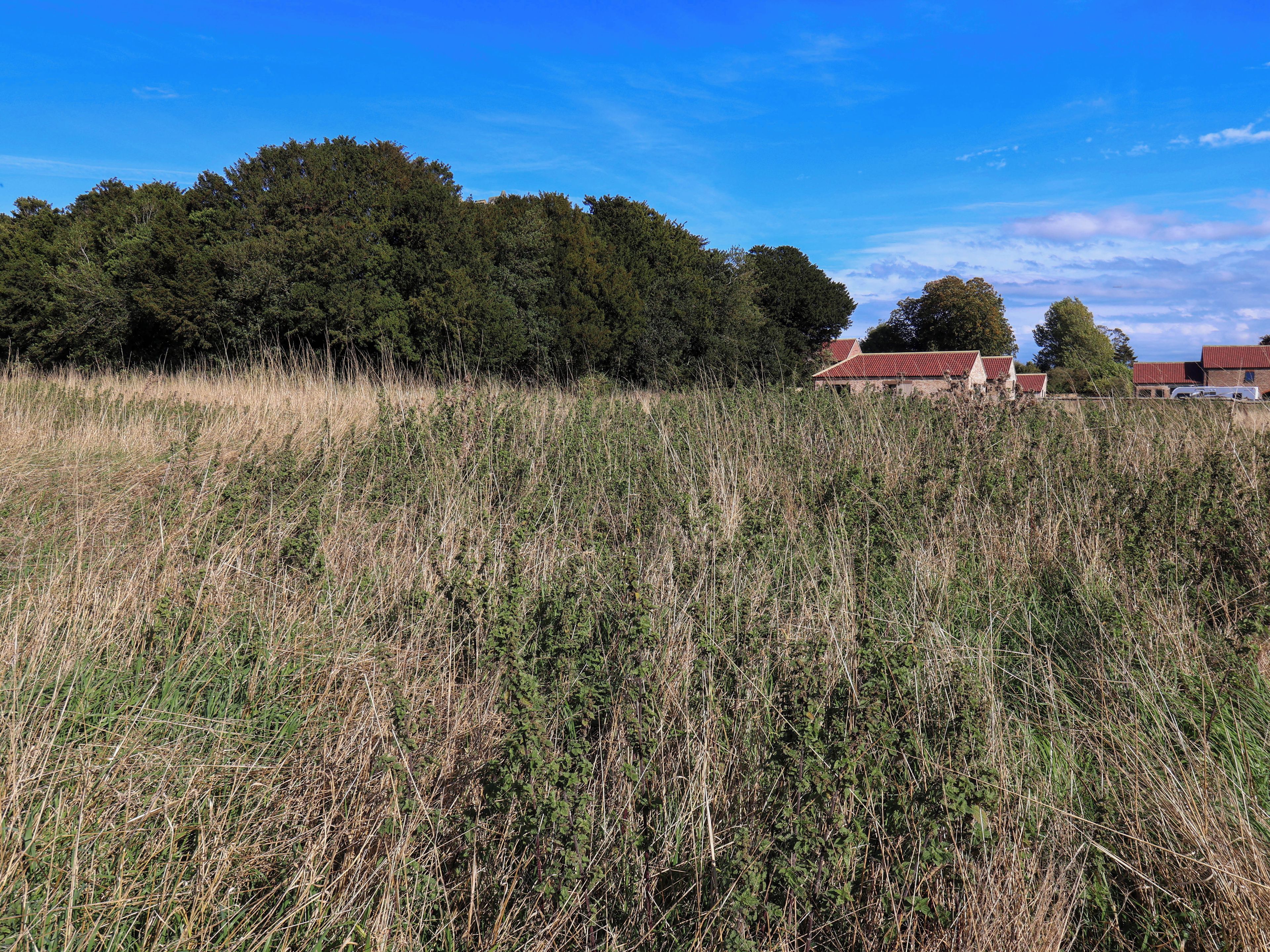Ein Feld mit hohem Gras und eine Ansammlung von Gebäuden mit roten Dächern im Hintergrund.