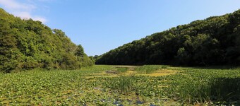 Orchard View