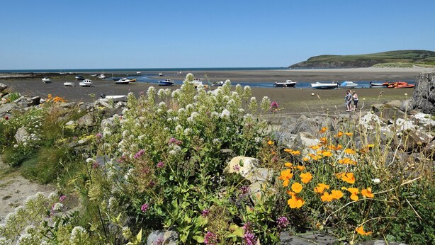 Eine Küstenlandschaft mit Booten, die an einem Sandstrand liegen, umgeben von felsigem Gelände und Wildblumen.