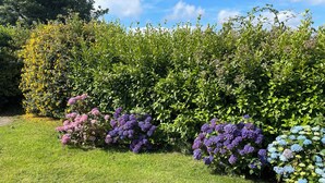 Ein Garten mit verschiedenen blühenden Sträuchern.