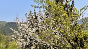 Un jardín con un gran árbol floreado, dos sillas de mimbre y una piscina al fondo.