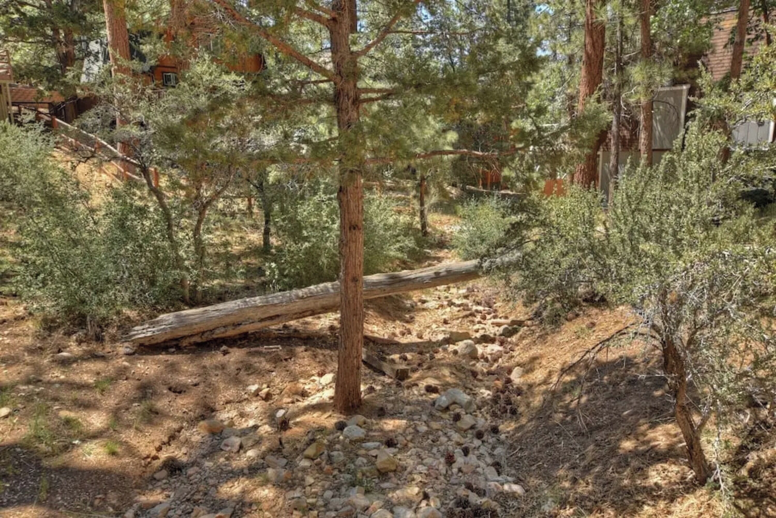 A forested area with a fallen tree, rocky ground, and sparse vegetation.