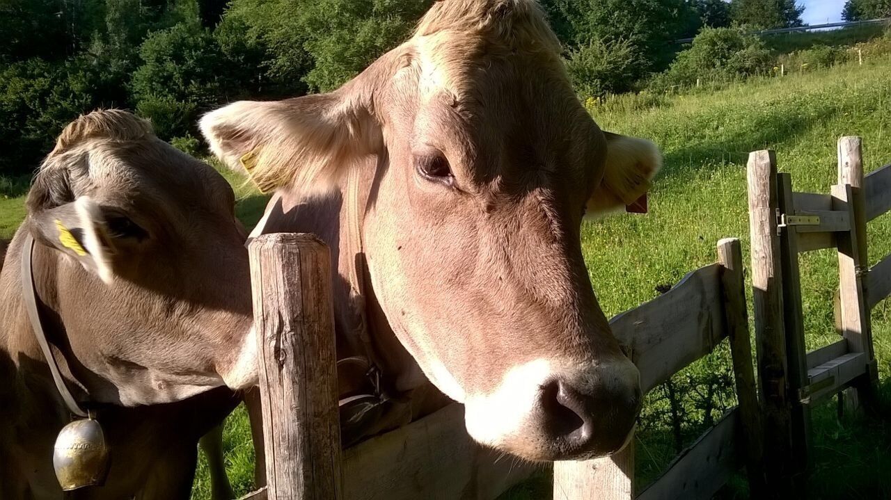 Une clôture en bois, avec la tête d’une vache qui dépasse.