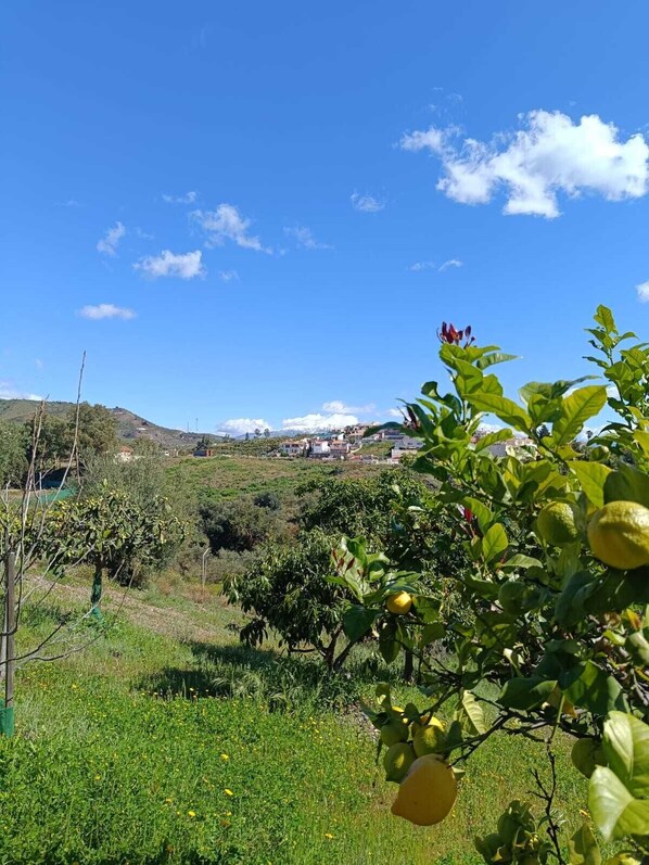 A rural landscape with a clear sky, green fields, and a distant village.