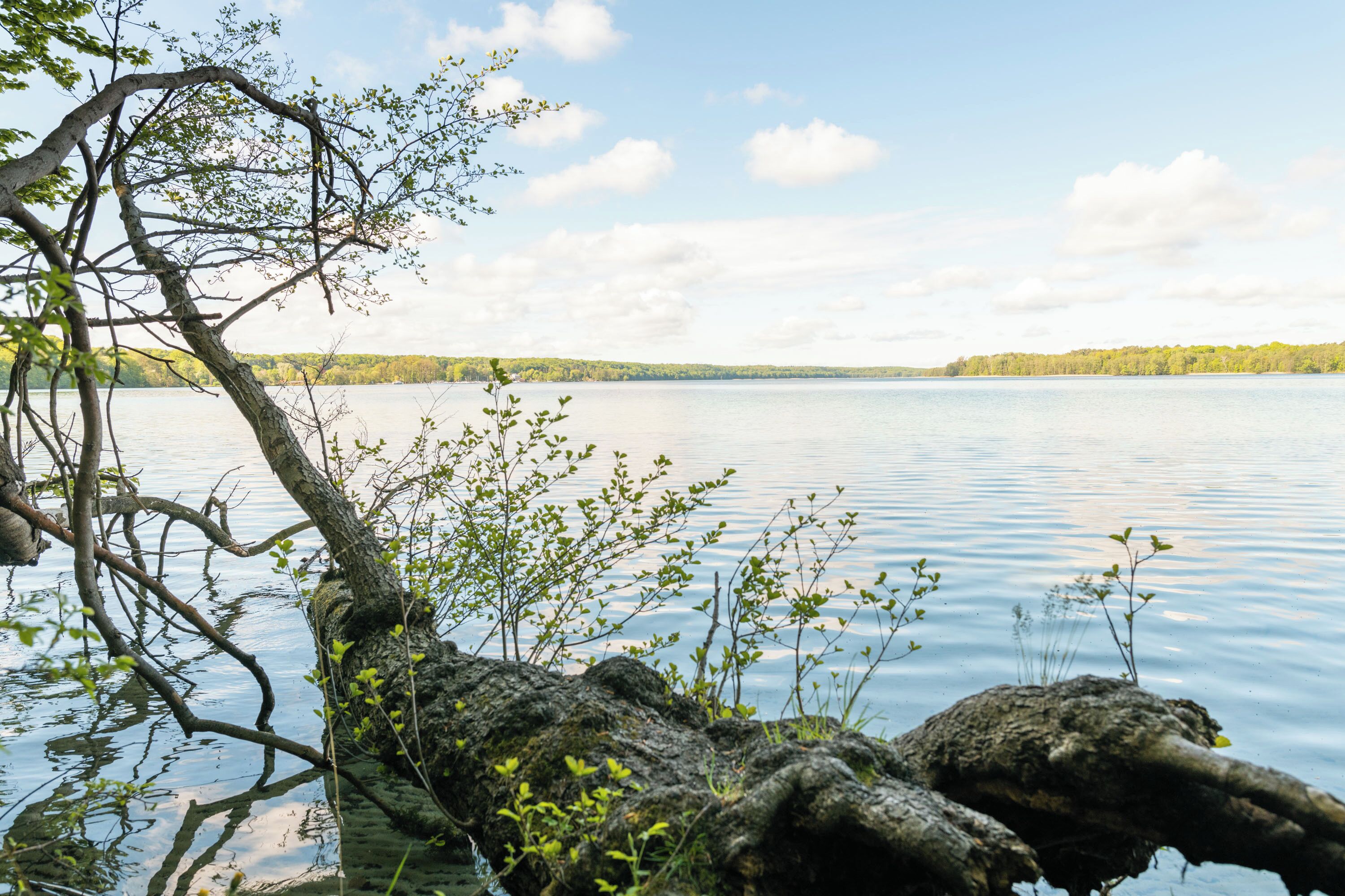 A calm lake with a tree branch extending over the water, surrounded by clear skies.