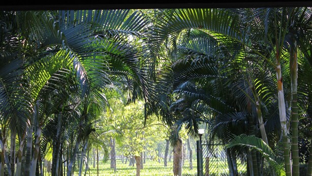 A pathway flanked by tall palm trees in a well-maintained garden area.