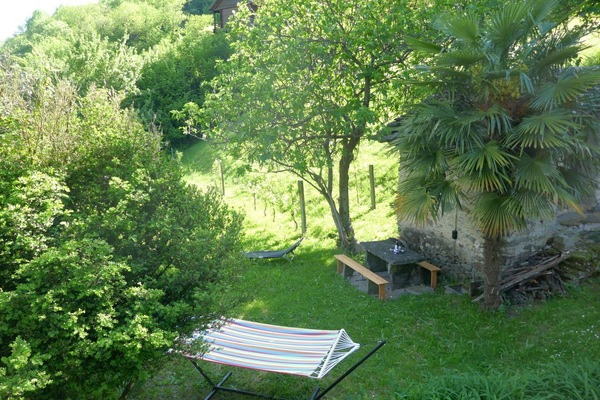 Strauch, Garten, Hinterhof, Rasen, Schatten, Landscaping, Garten, Gartenmöbel, Botanischer Garten