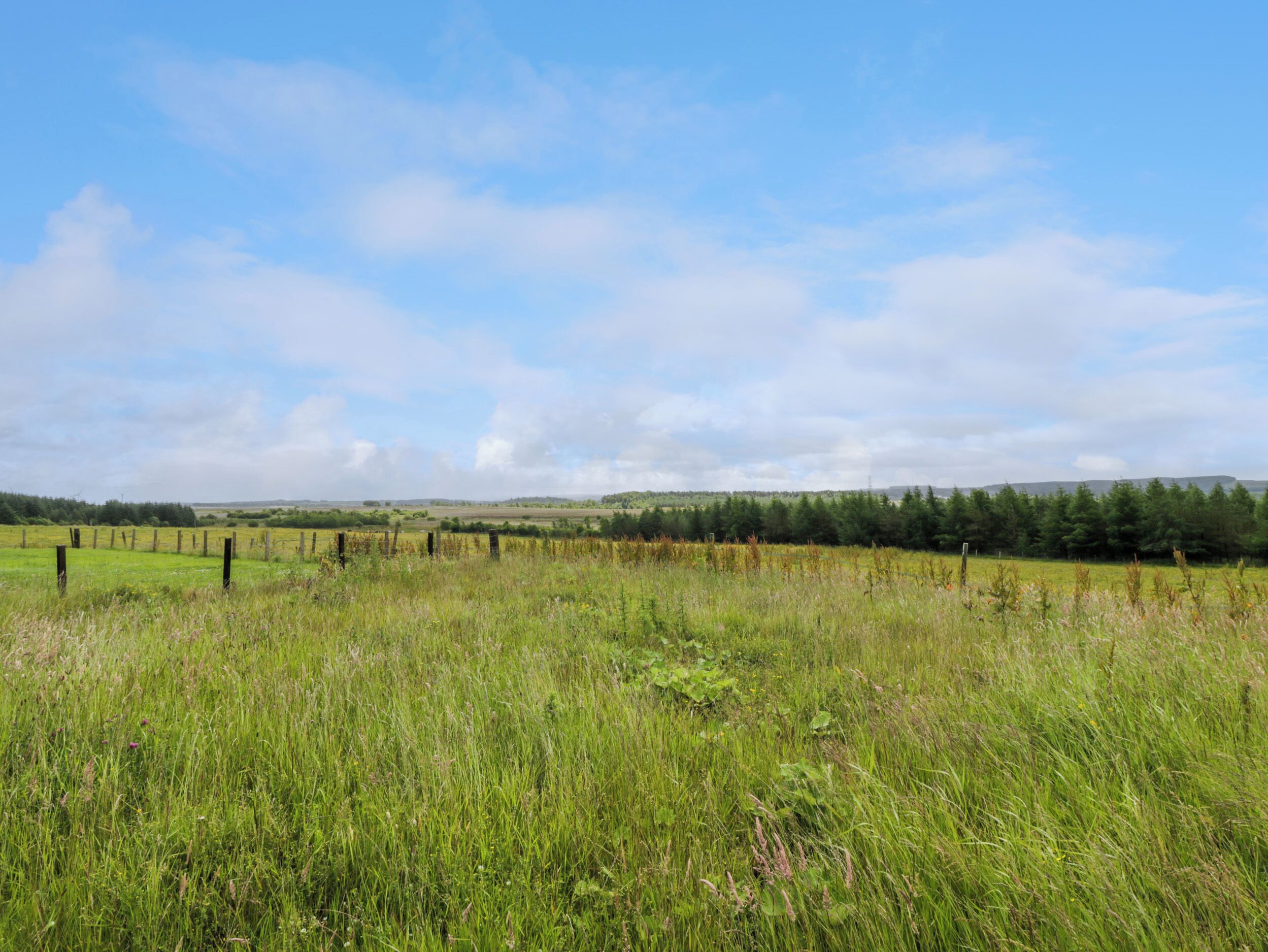 A rural landscape with a grassy field, a wooden fence, and a forest in the background.