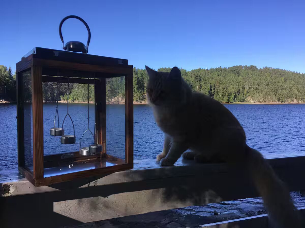 A cat sitting by a wooden dock with a lantern containing pots and pans.