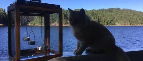 A cat sitting by a wooden dock with a lantern containing pots and pans.