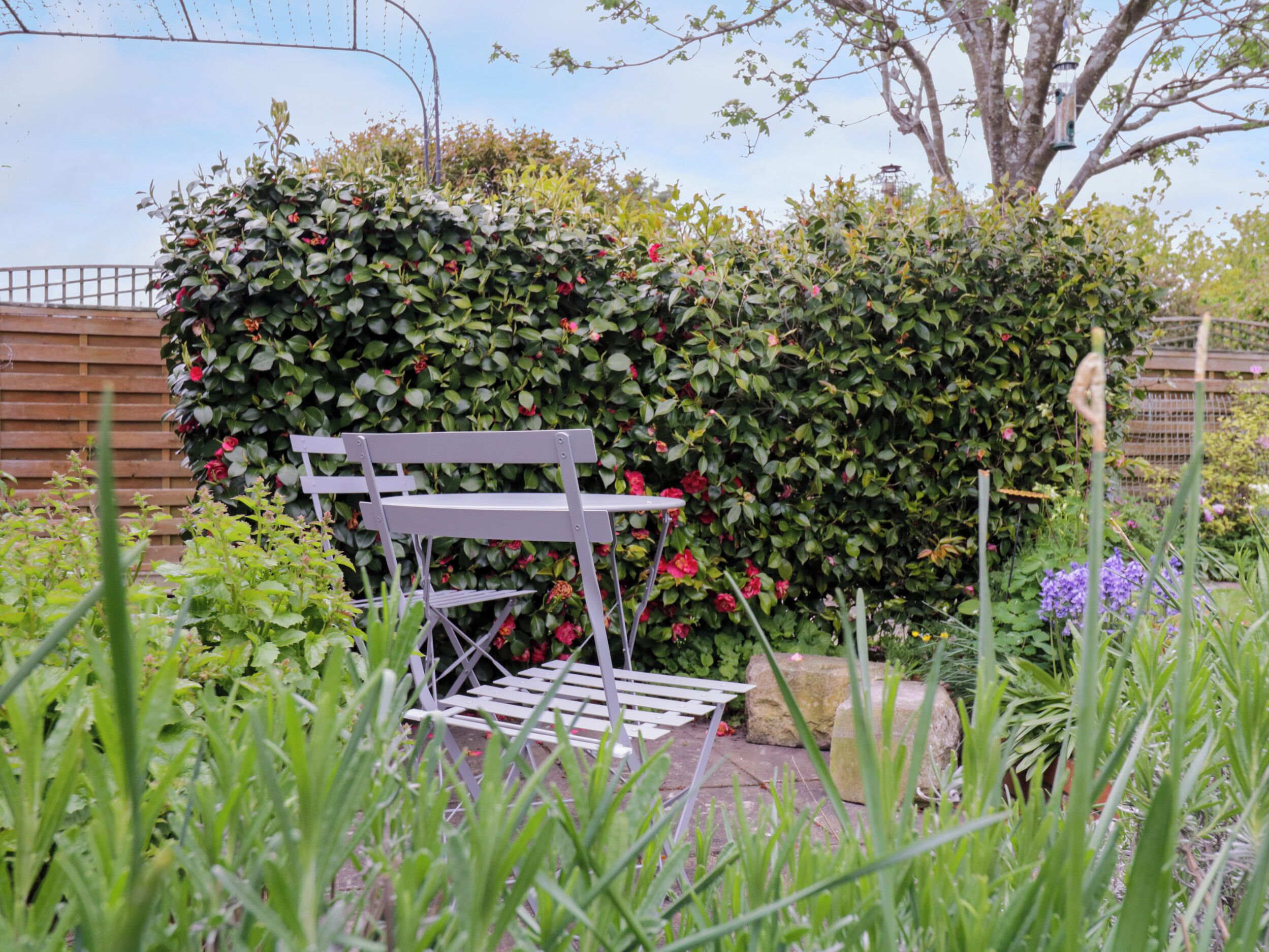 A garden with a metal bench, dense foliage, and a tree.