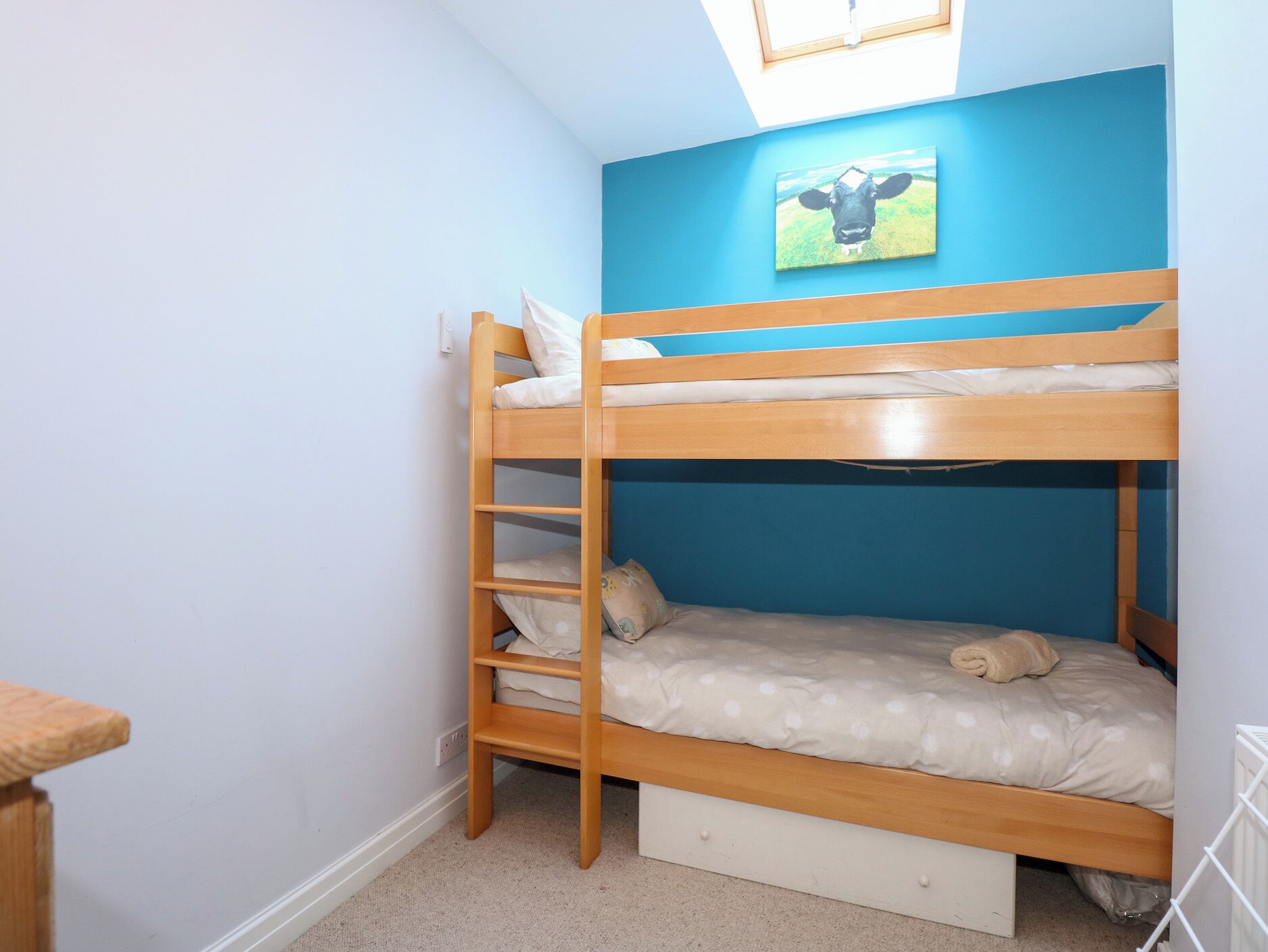 A bunk bed room with a skylight, a blue wall, and a cow picture.