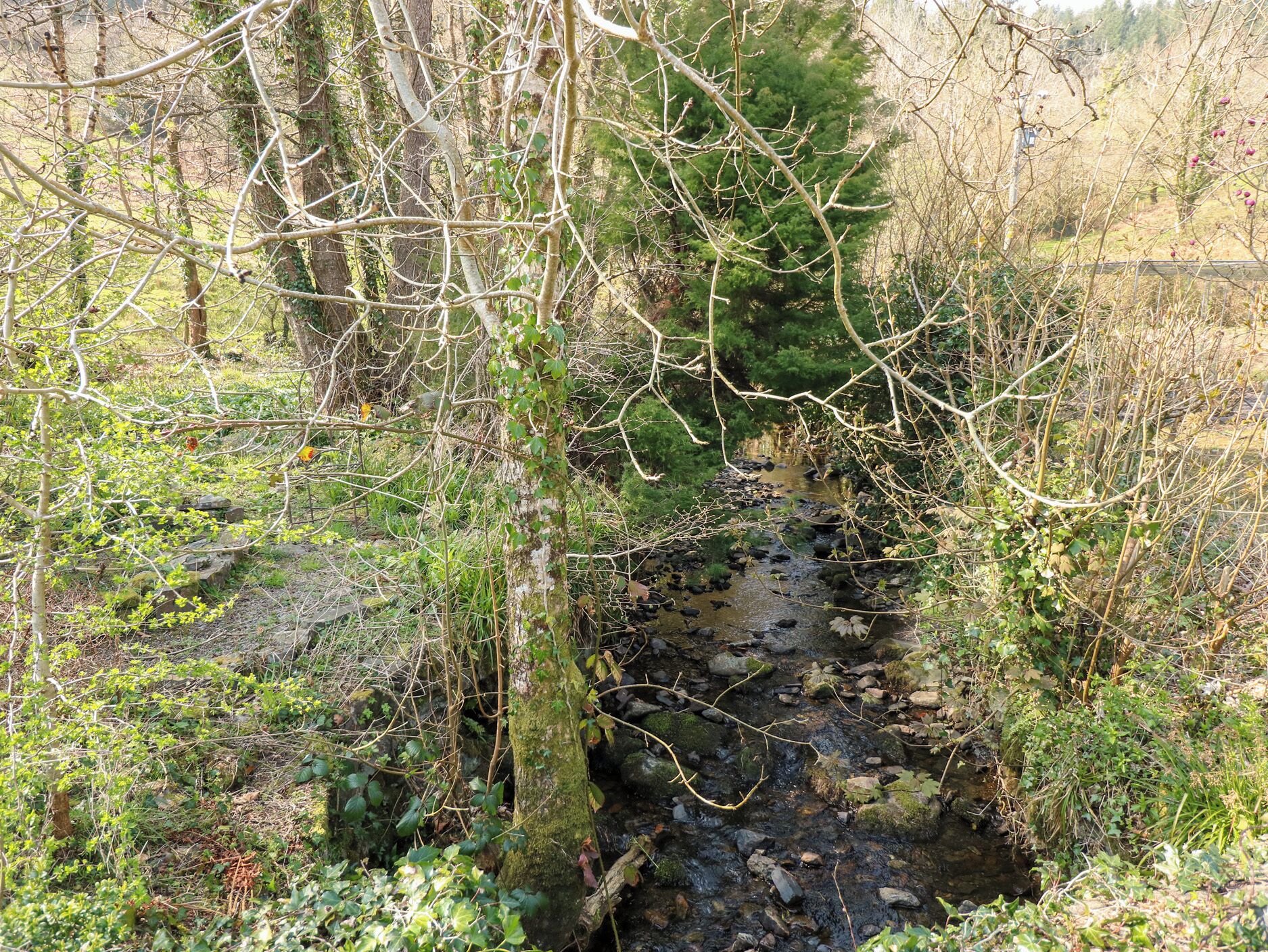 A narrow, rocky stream surrounded by dense vegetation and trees.