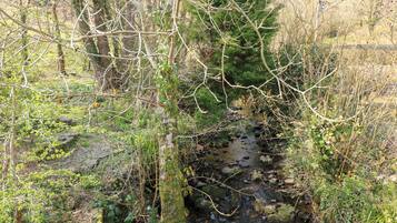 A narrow, rocky stream surrounded by dense vegetation and trees.