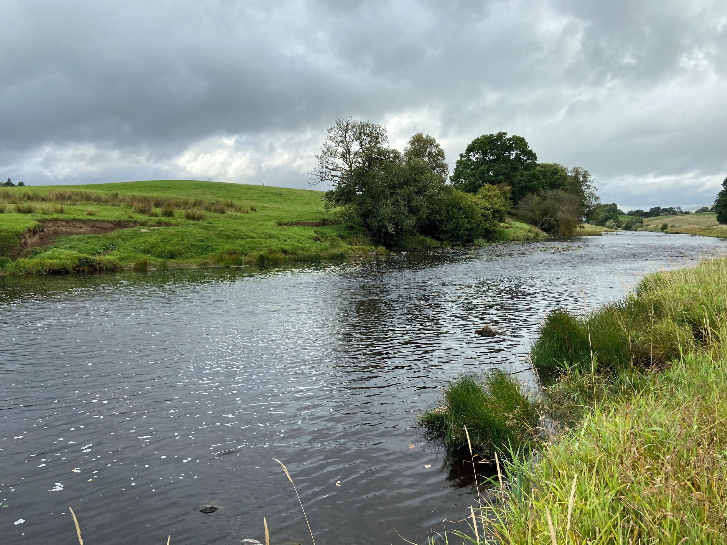 A river with a grassy bank and trees in the background.