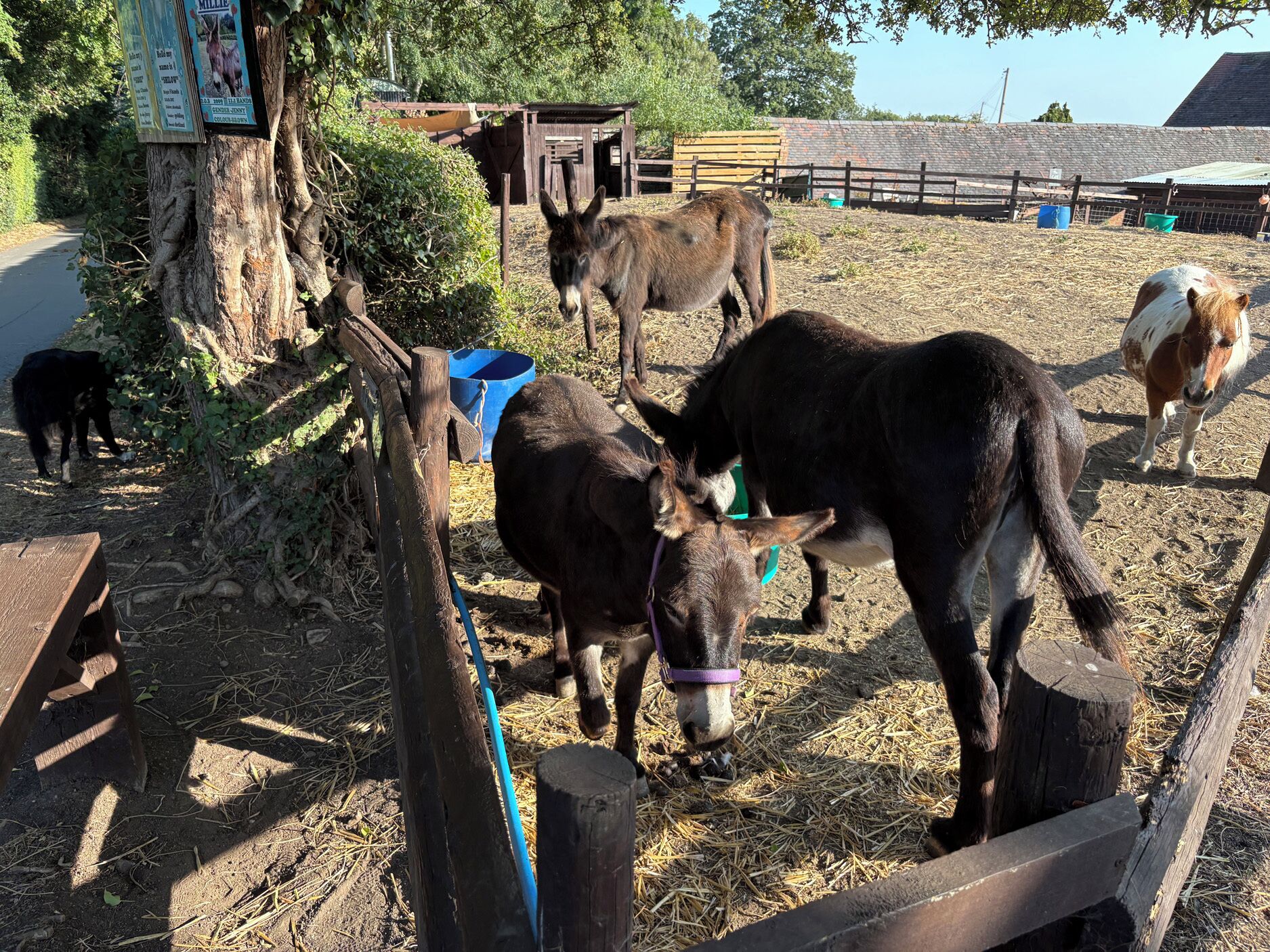 A stable with donkeys, a wooden fence, and a tree.
