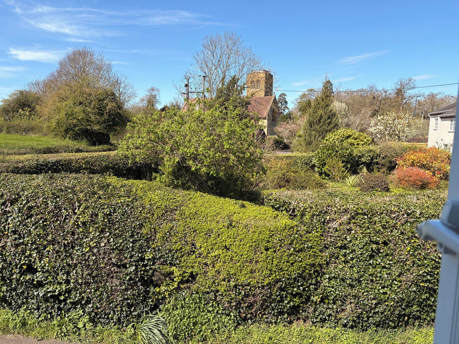 A garden with various plants and a building in the background.