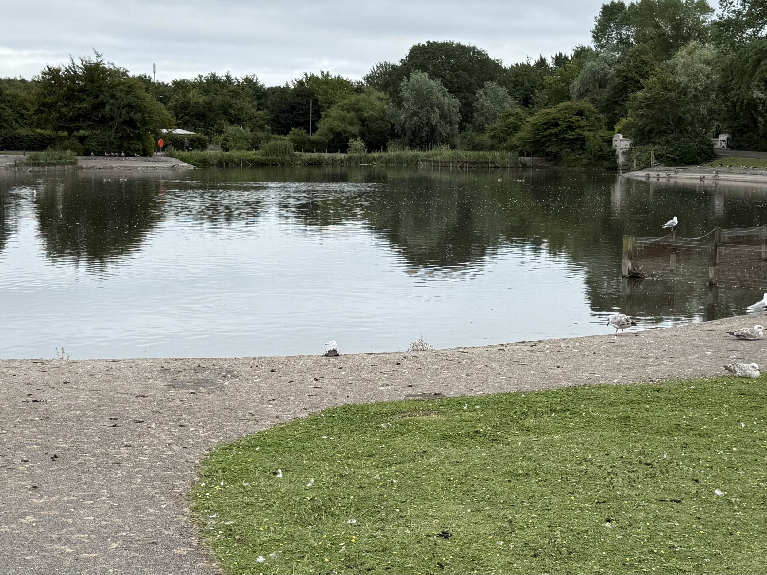 Um lago calmo com patos e gaivotas, rodeado por vegetação exuberante e um espaço gramado.