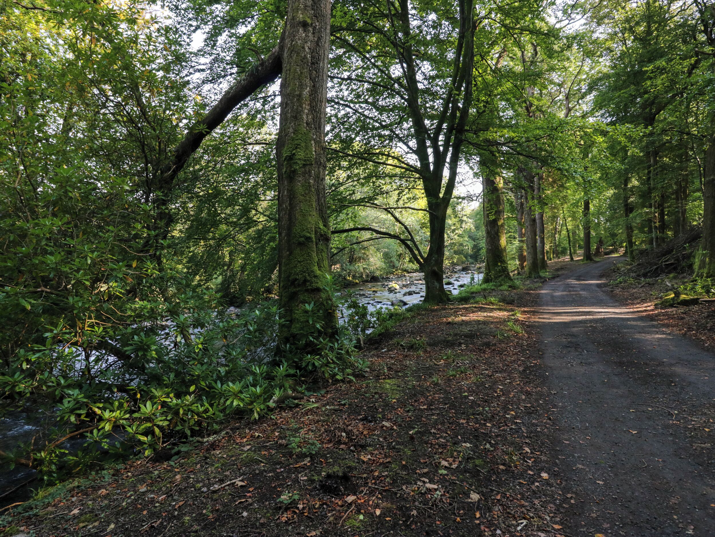A forested path with a stream, surrounded by dense trees and undergrowth.