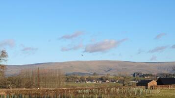 A rural landscape with a vineyard, stone walls, and a distant village.