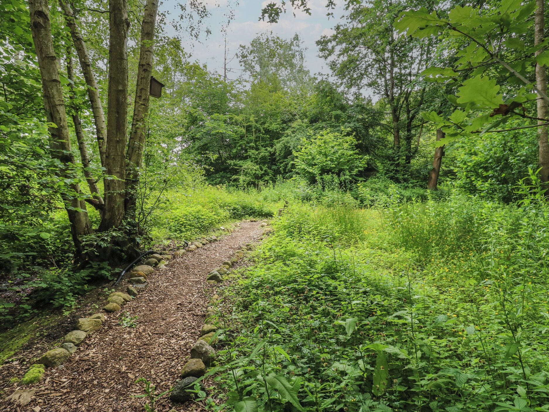 A forested area with a gravel path.