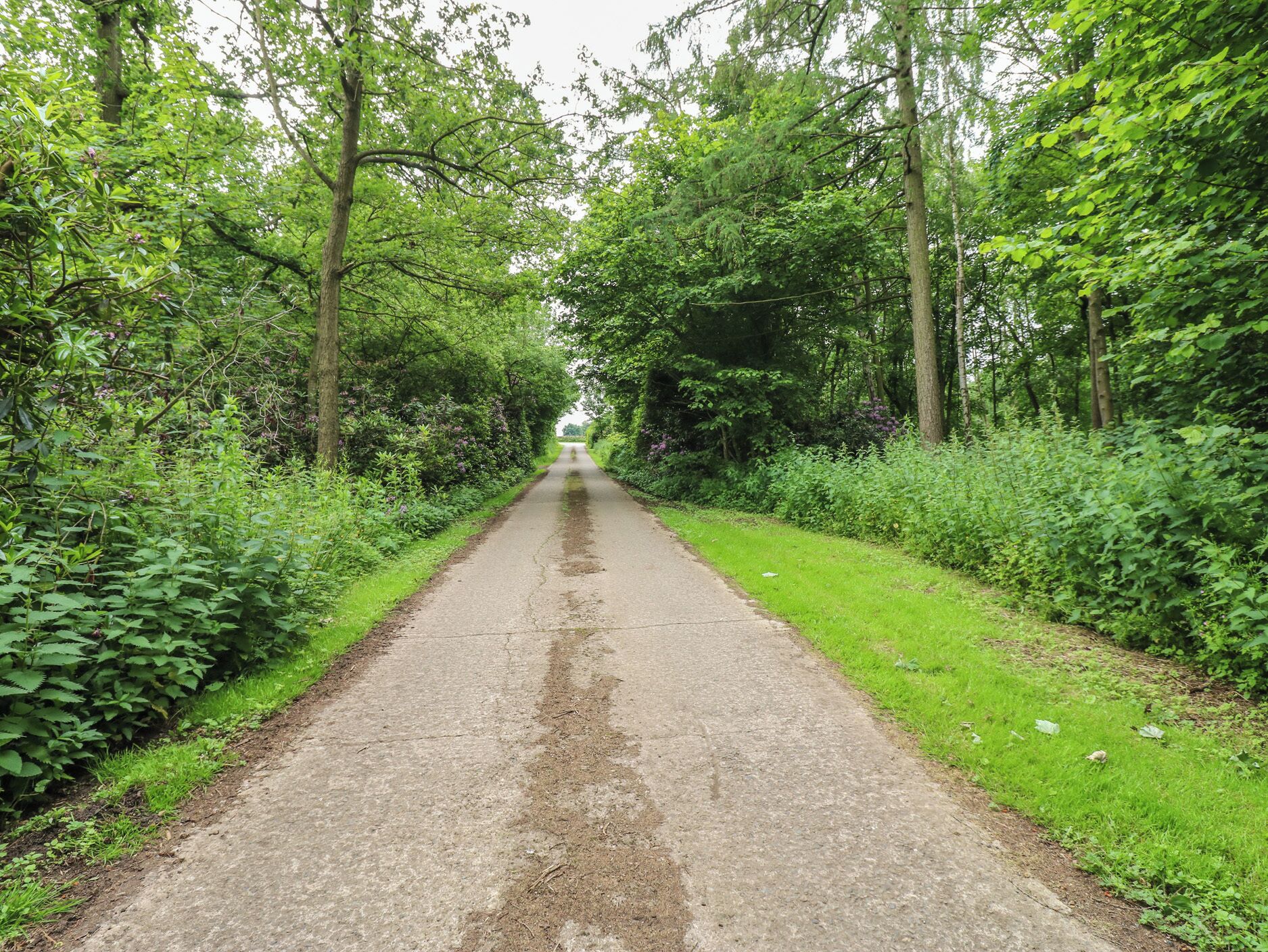 A paved pathway flanked by lush greenery and trees, leading into a forested area.