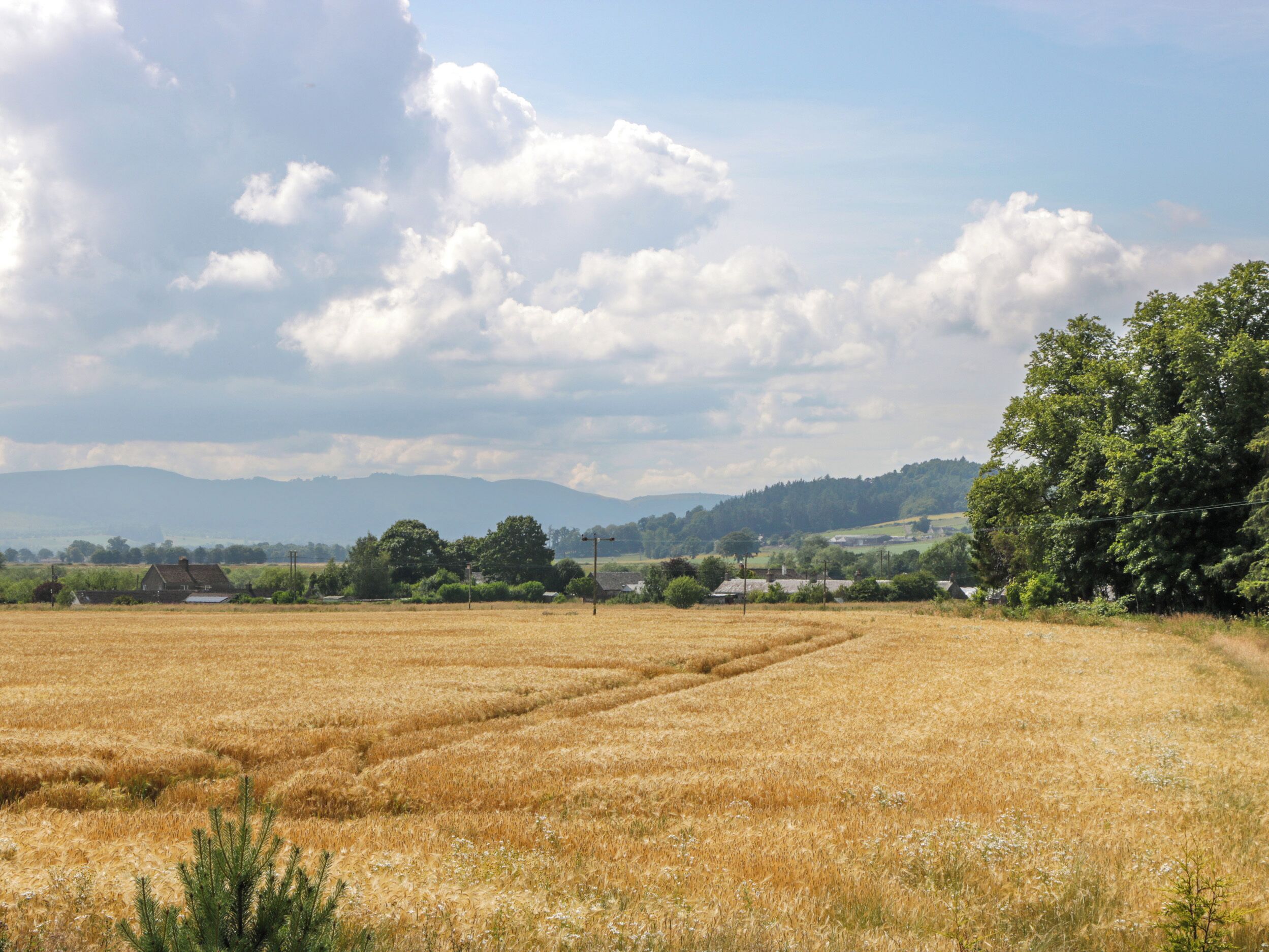 A rural landscape with a field of golden crops, a few scattered trees, and distant hills under a partly cloudy sky.