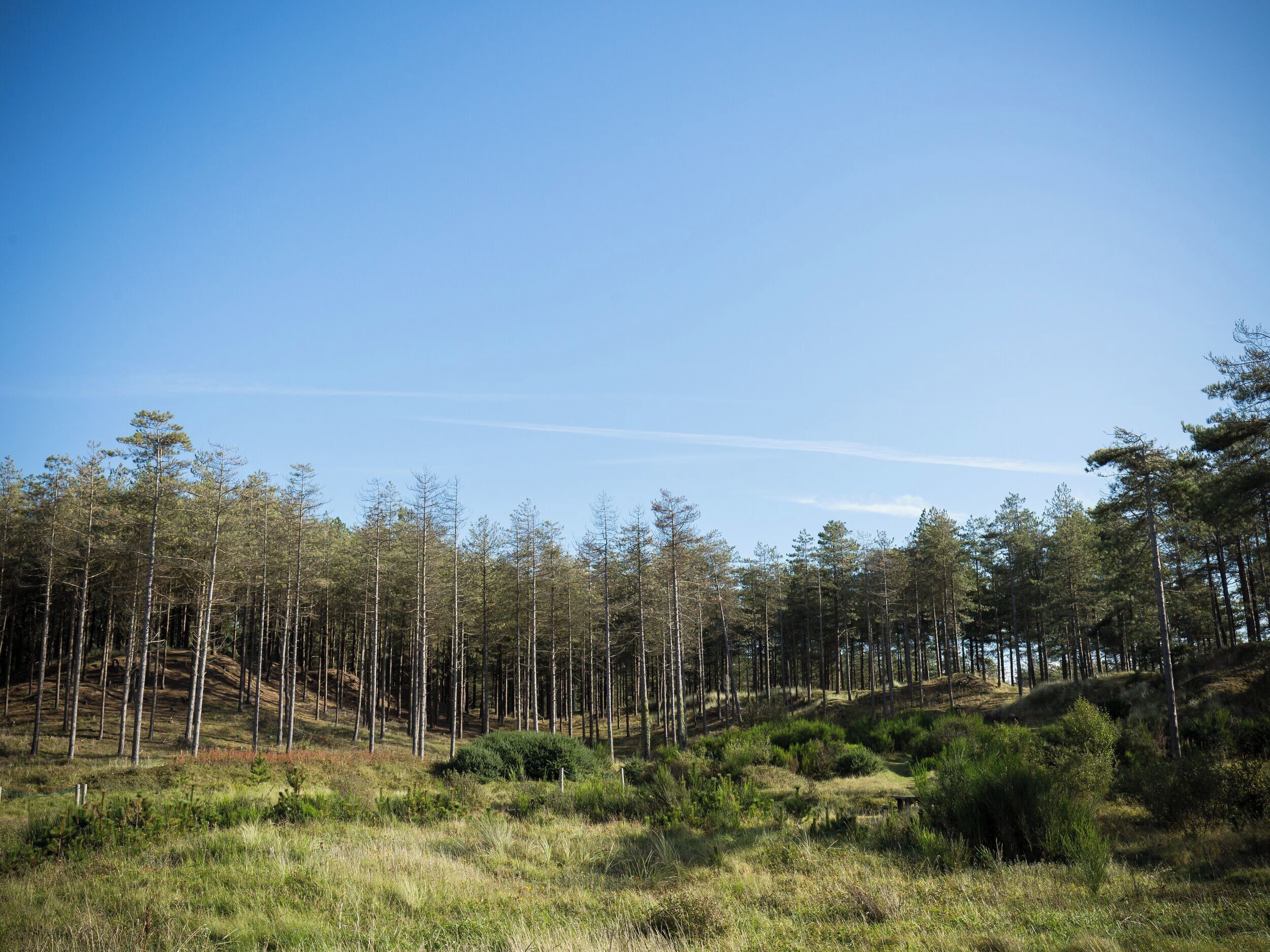 A forested landscape with a clear sky.