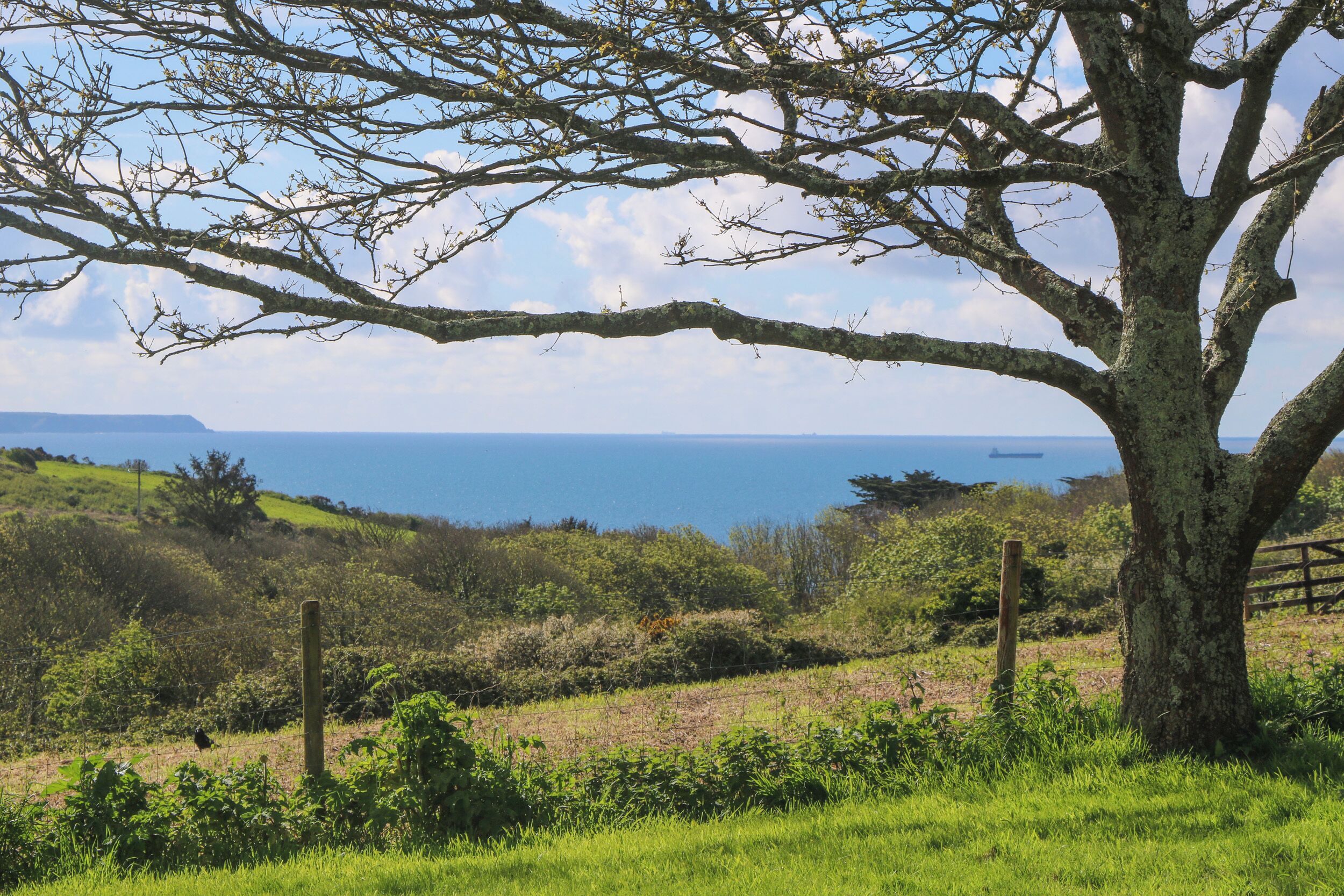 A tree in a grassy field with a view of the sea.