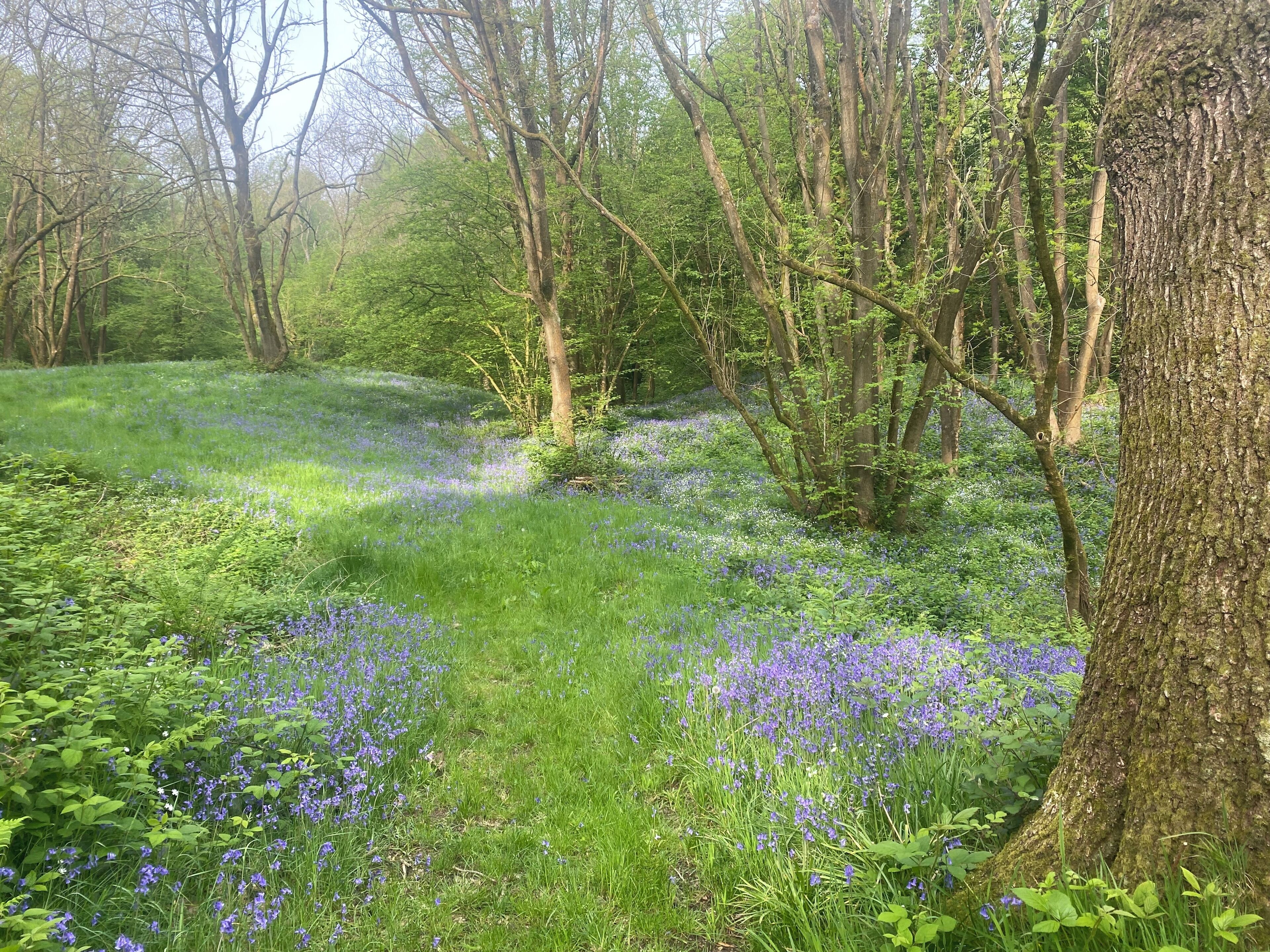 A forested area with a variety of trees and a grassy field with blue flowers.