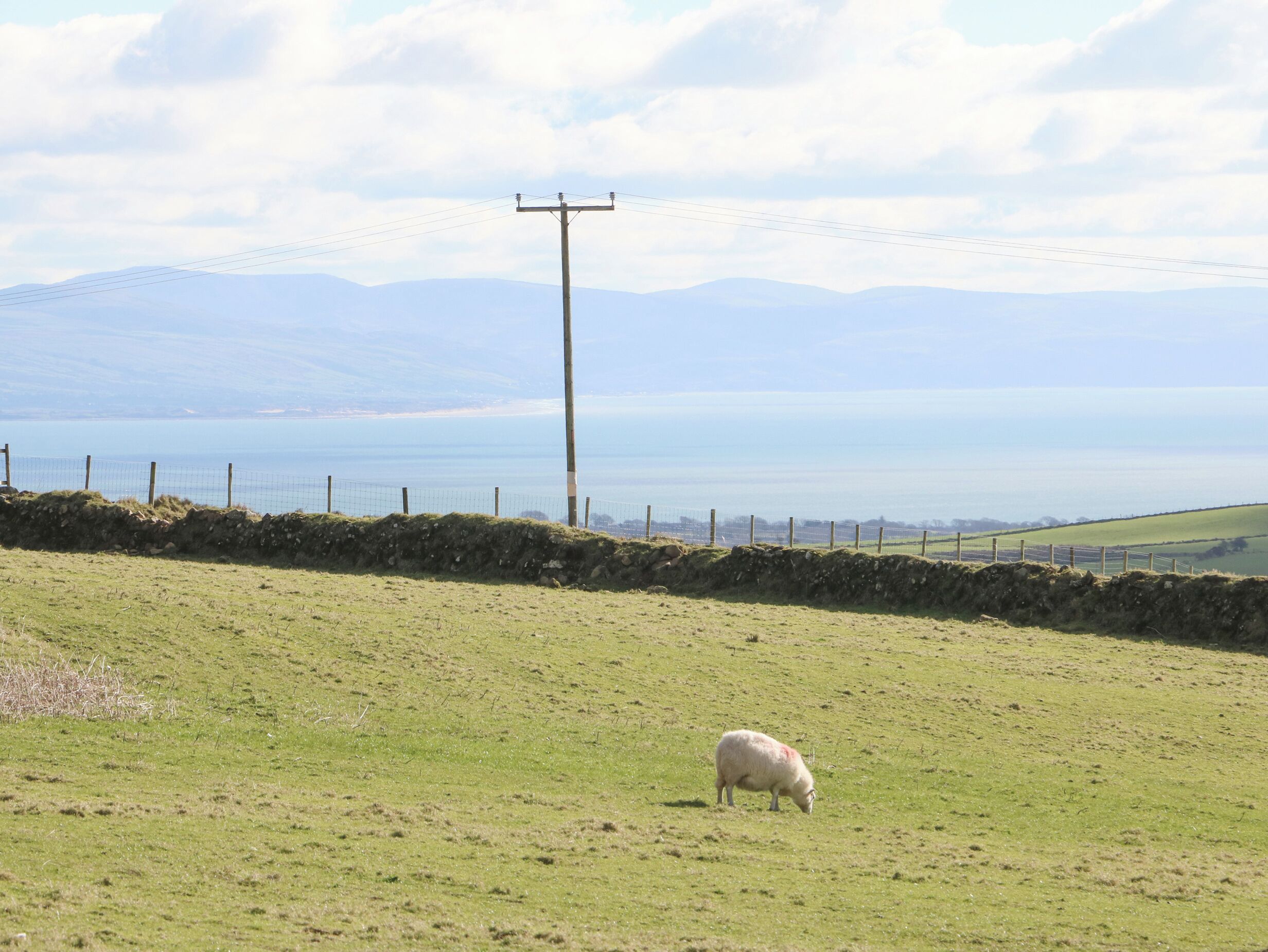 A grassy field with a sheep grazing, a stone wall, and a power line pole in the background.