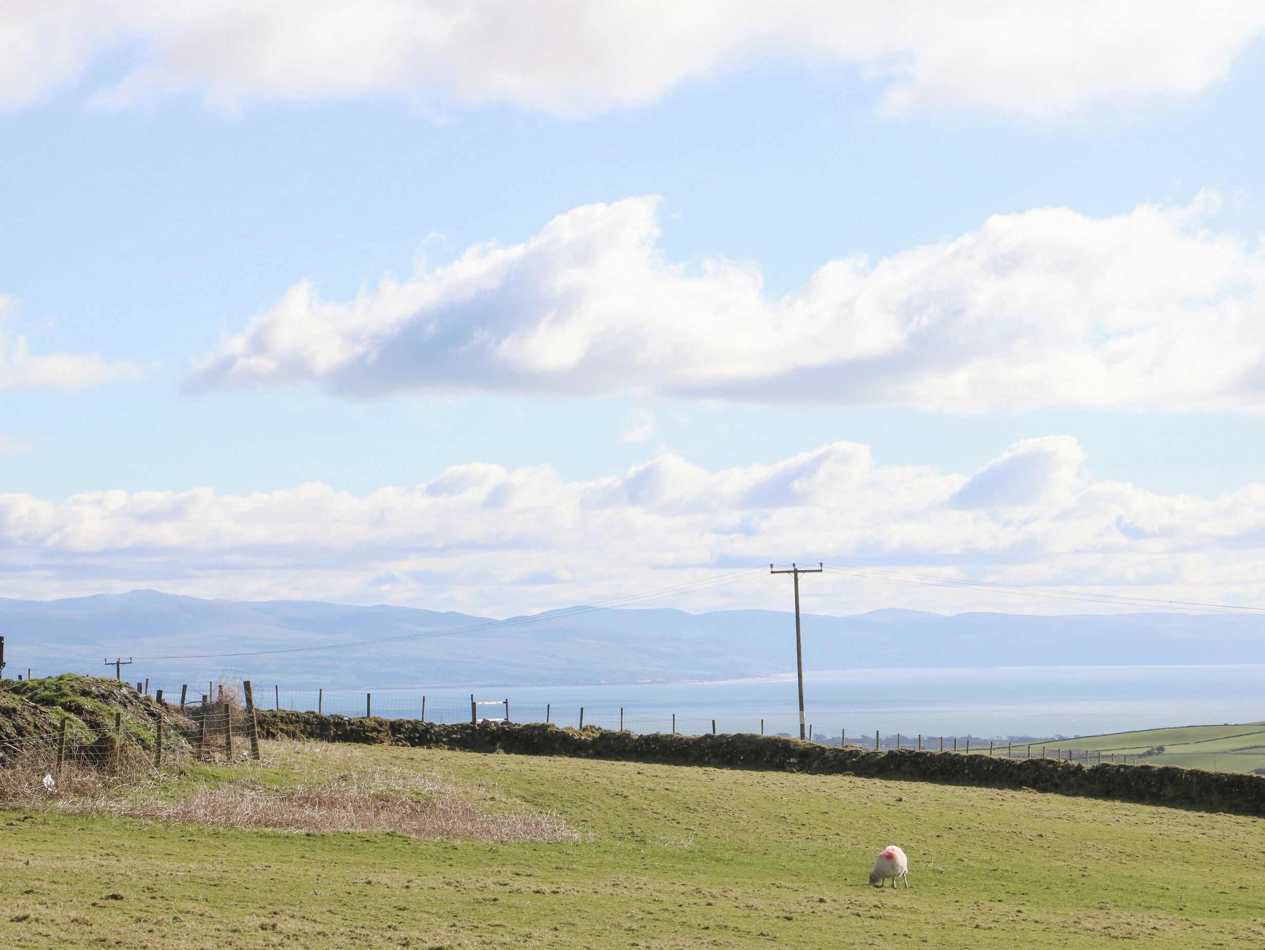 A rural landscape with a single sheep grazing, a stone wall, and a power line in the distance.