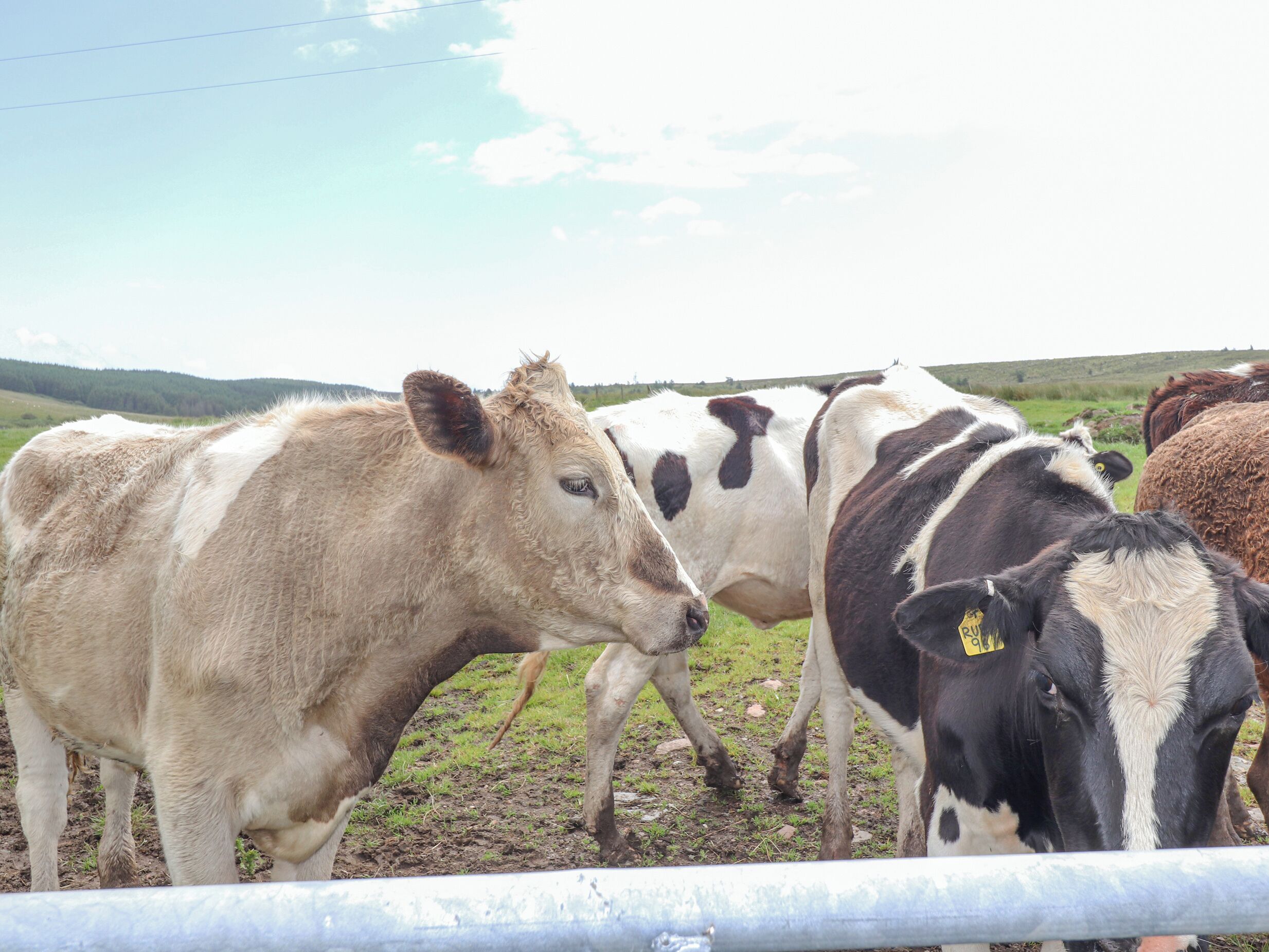 A group of cows standing behind a metal fence in a grassy field.