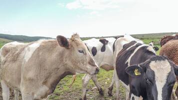 A group of cows standing behind a metal fence in a grassy field.