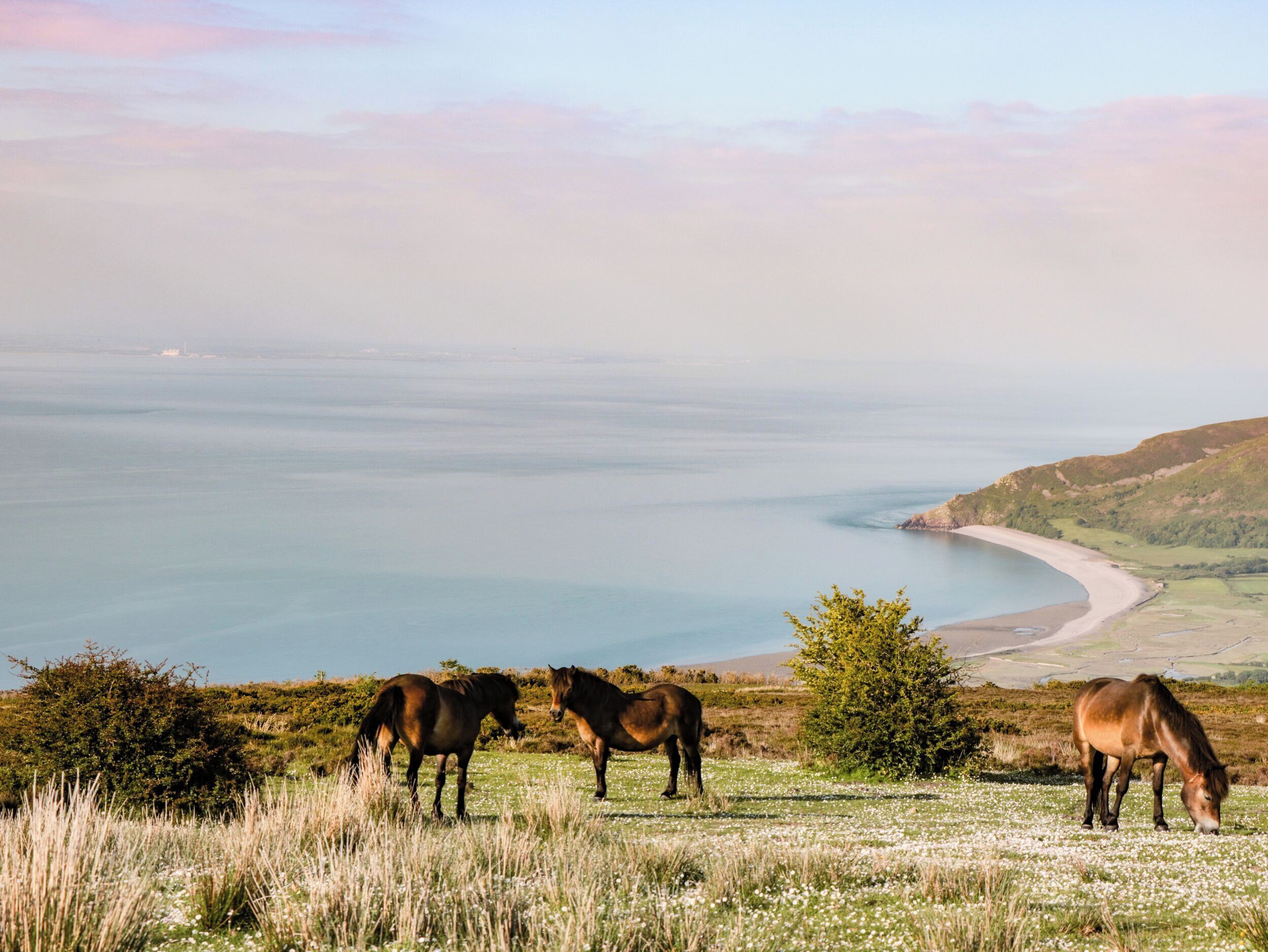 Paisaje costero con caballos pastando.