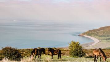 Paisaje costero con caballos pastando.