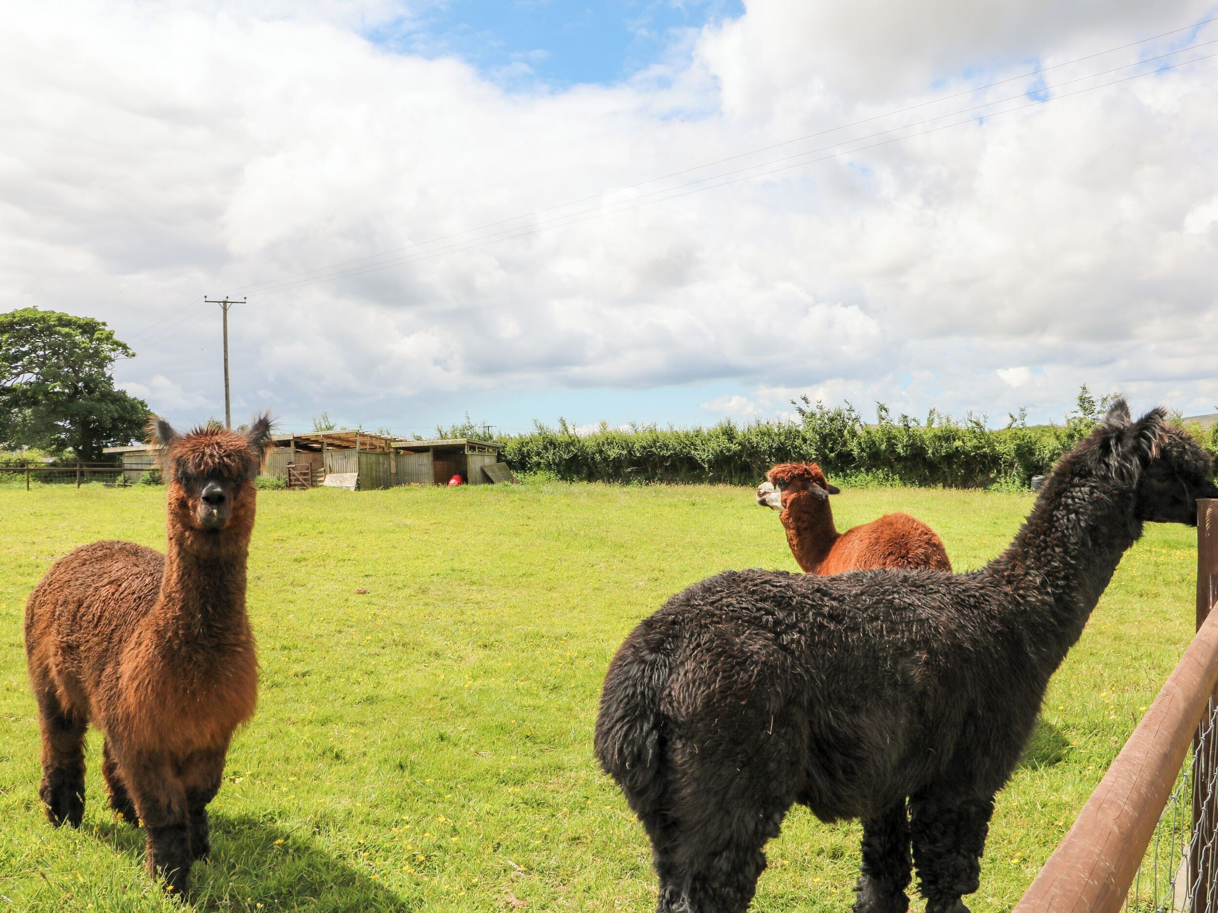 Trois lamas dans un champ herbeux, avec une structure en bois et un arbre en arrière-plan.