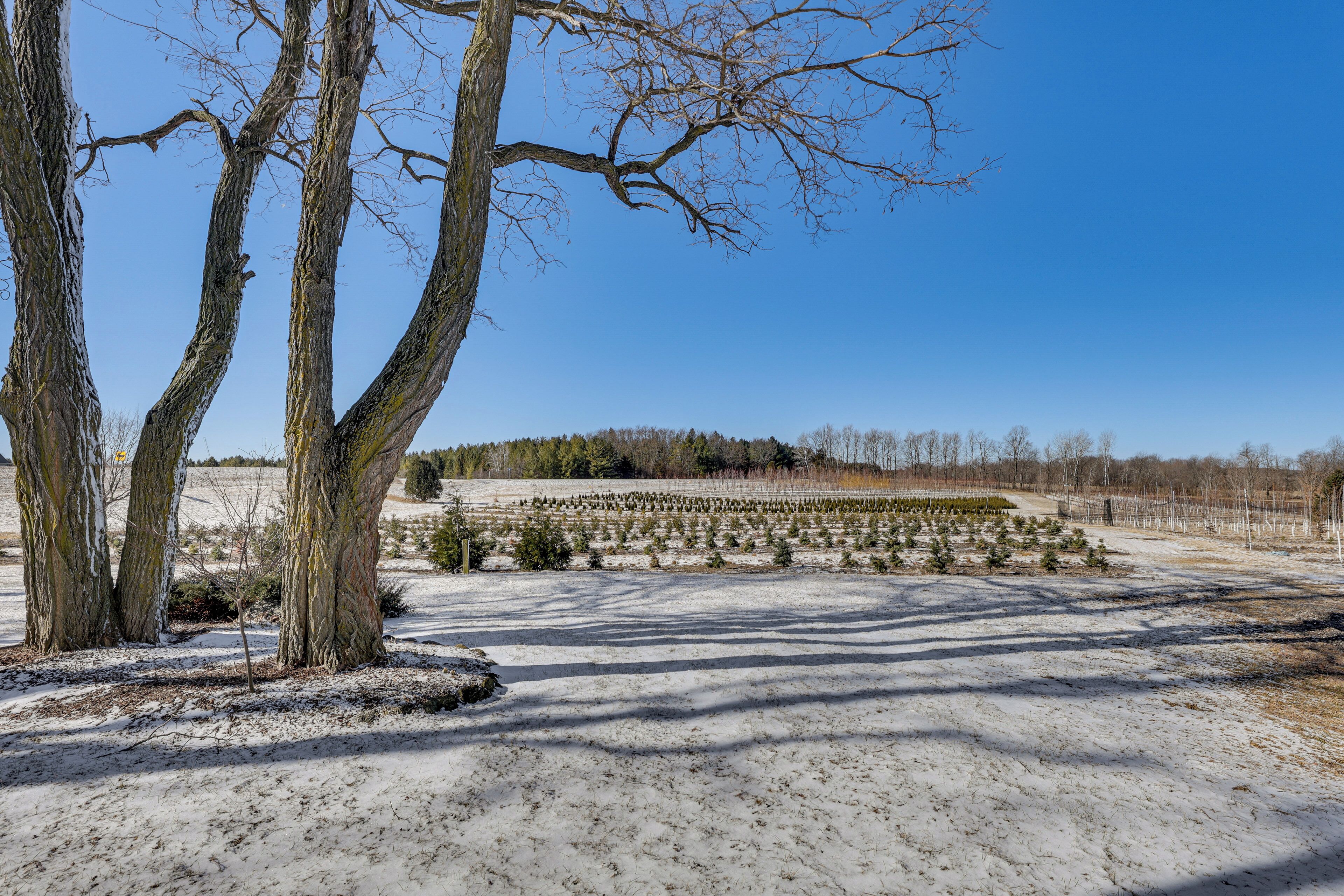 A snow-covered landscape with bare trees and a field of young trees.