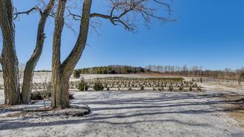 A snow-covered landscape with bare trees and a field of young trees.