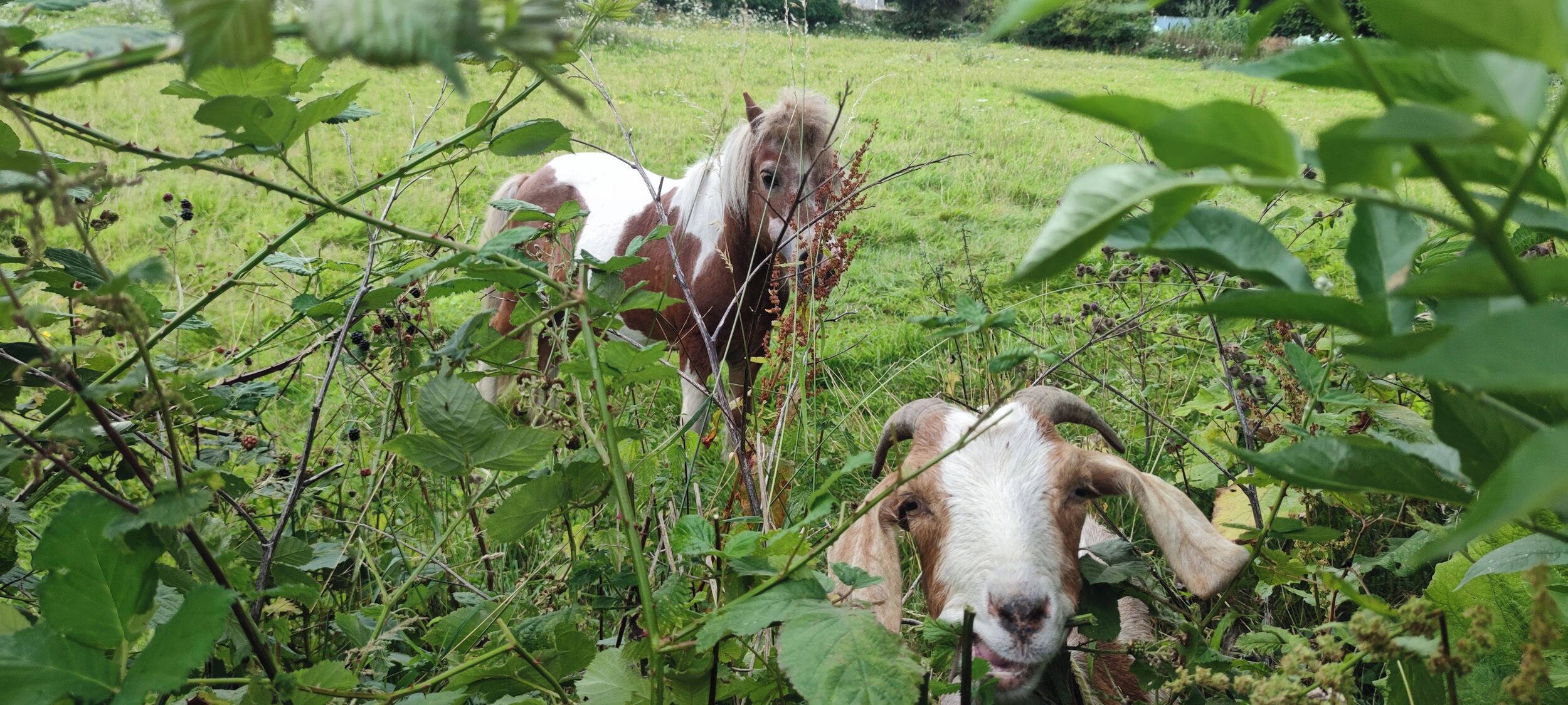 A horse and a goat in a grassy field with dense foliage in the foreground.
