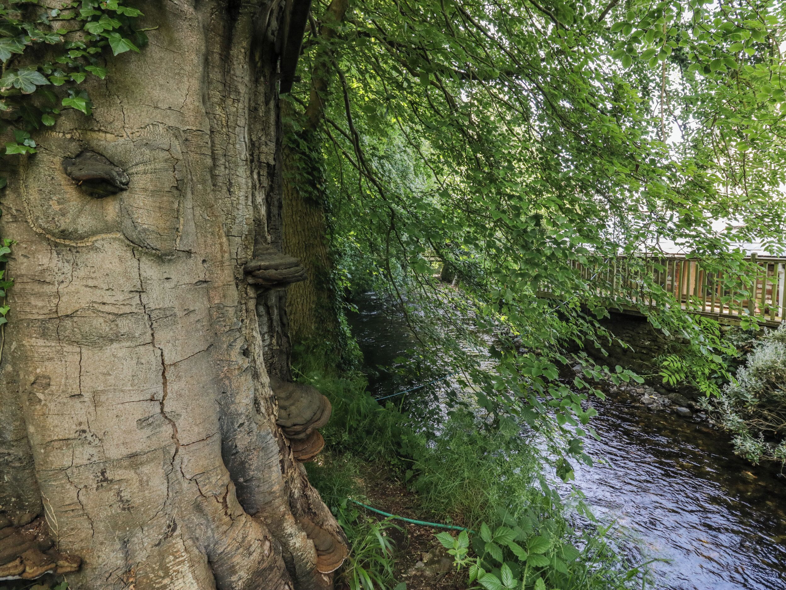 Un árbol con un tronco hueco y un pequeño puente sobre un arroyo.