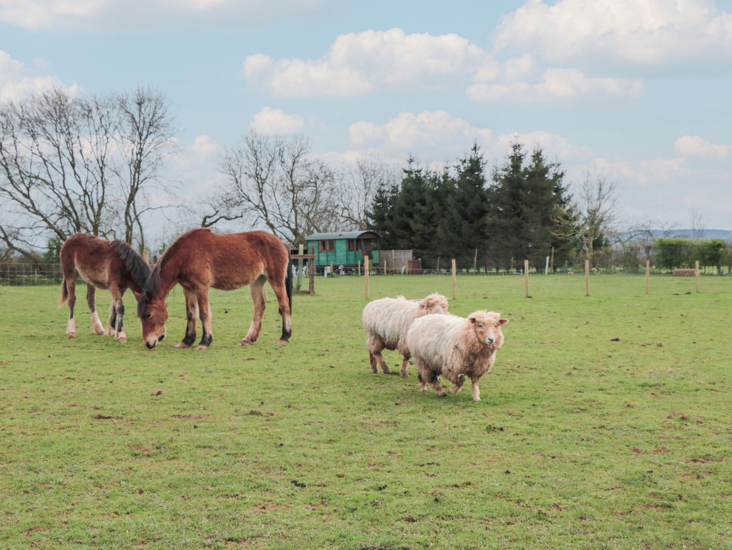 A grassy field with horses and sheep grazing.