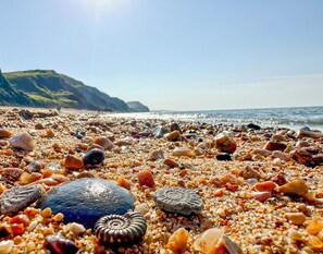 A beach with various shells and pebbles.