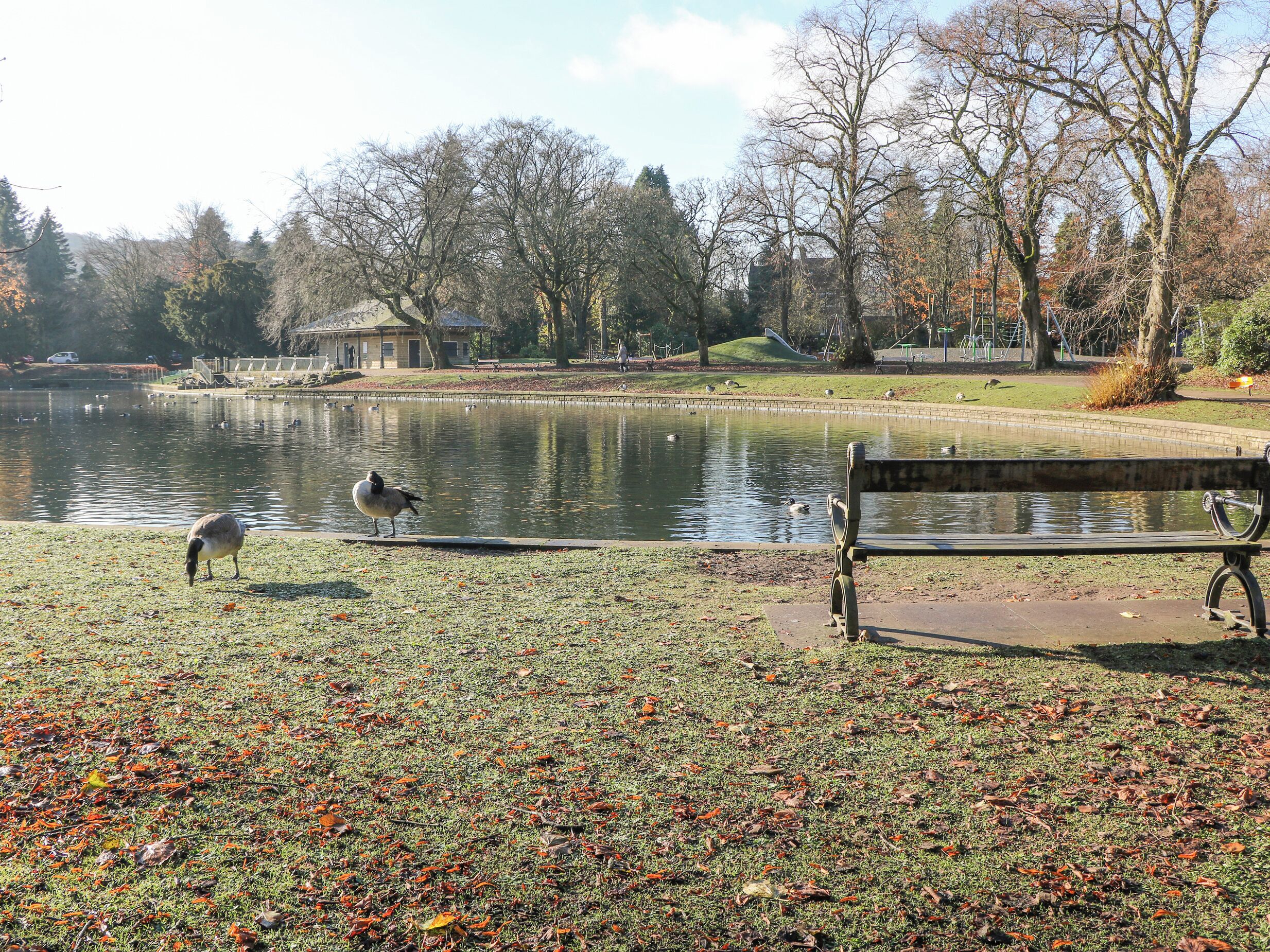 A park with a pond, benches, and trees.