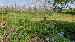 Ländliche Landschaft mit einem blühenden Baumhain und verschiedenen Wildblumen.