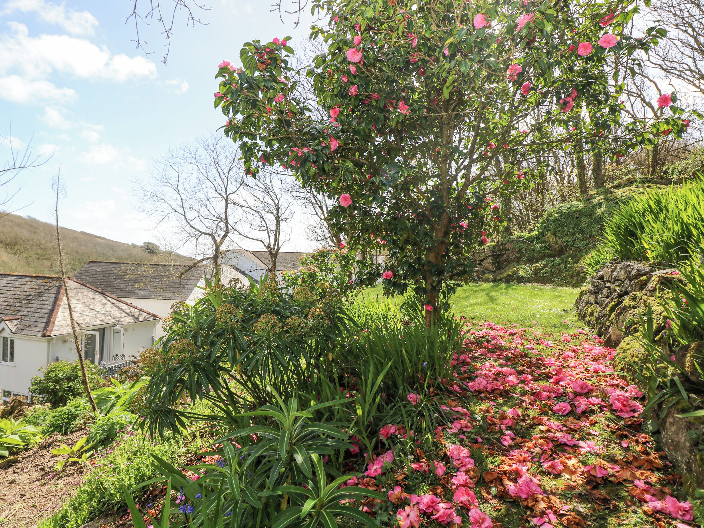 A garden with a tree bearing pink flowers, surrounded by various plants and a stone wall.
