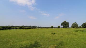 A wide, open grassy field with a few scattered trees and a clear blue sky.